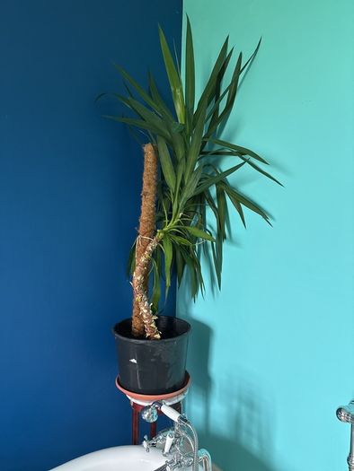 yucca