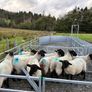 Suffolk cross hoggets (10 available) Image 5