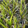 Flowers, herbs, bushes, trees Image 9