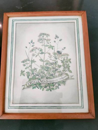 Vintage Herb Botanical pictures