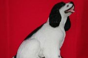 Spaniel Figurine (Leonardo Collection)