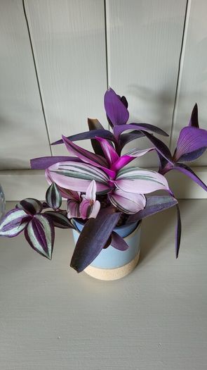 Trailing House Plants.
