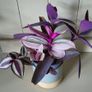 House Plants Image 7