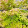 Japanese Maple Tree Image 7