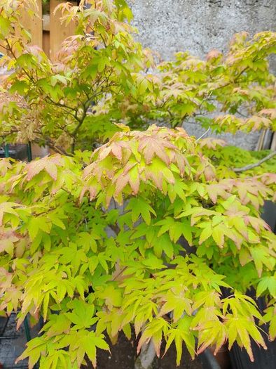 Japanese Maple Tree