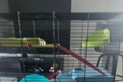 Hamster cage
