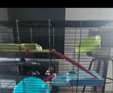 Hamster cage