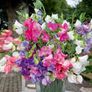 (S) Sweet Pea Dwarf Bijou Mix seeds 1.5G (18s) (415069) Image 2