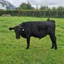 10 AAX bull wealings for sale Image 8