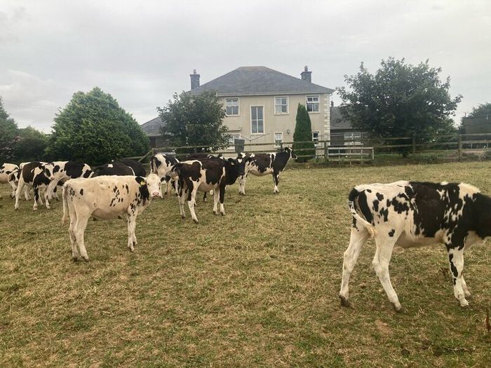 12 excellent quality FR heifer calves