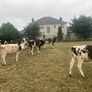 12 excellent quality FR heifer calves Image 2