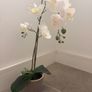 IKEA Artificial Plant + Pot Image 2