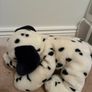 teddy Image 4