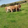 Heifers Image 2