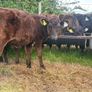 22 Angus Heifers Image 2