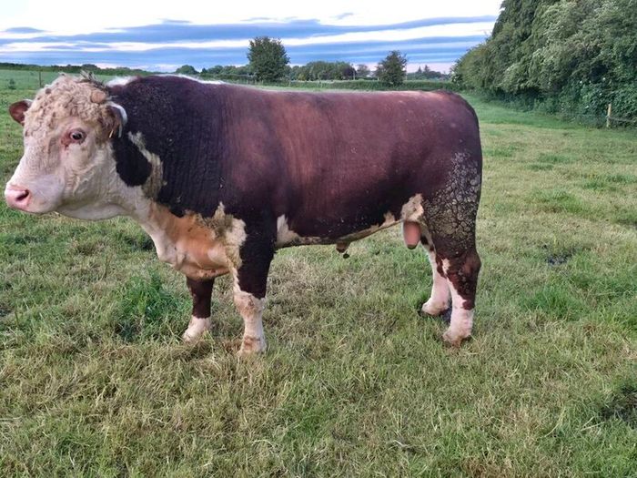 Hereford bull
