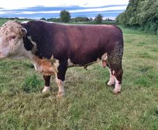 Hereford bull