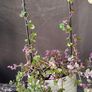 indoor plant Image 3