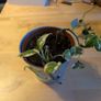 2 Photos in one pot Image 2