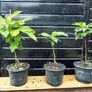 Sweet chestnut trees Image 4