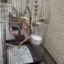 cage ( birds/parrots) Image 3