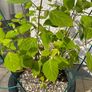 Hydrangea - Pink Annabelle x 2 Image 7