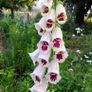 Foxglove seeds, pink, white and pastel Image 3