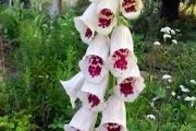 White Foxglove seeds