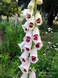 White Foxglove seeds