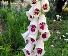 White Foxglove seeds