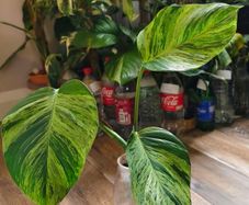 Epipremnum Aureum Marble Queen Big leaves