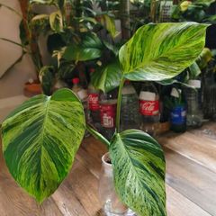 Epipremnum Aureum Marble Queen Big leaves
