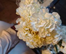 Cream carnation bundle X4 wholesale