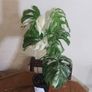 Large Mature Monstera Albo Variegata  High Variegation Plant Image 5