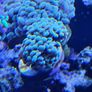 coral frags Image 2