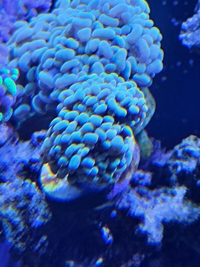 coral frags