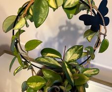 plant