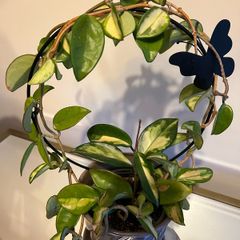 plant