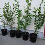 Garden Hedging, Image 2