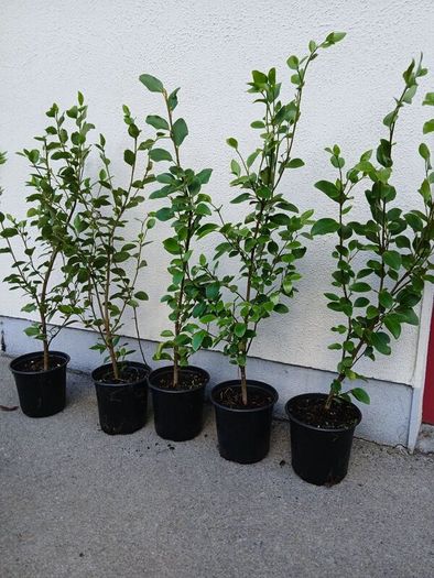 Garden Hedging,