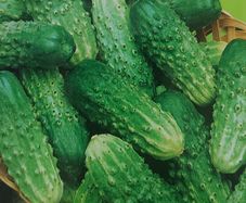 Cucumber Cornichon de Paris Seeds