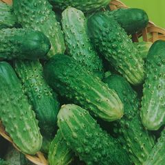 Cucumber Cornichon de Paris Seeds