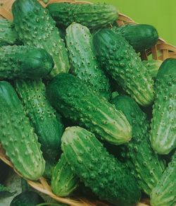Cucumber Cornichon de Paris Seeds