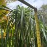 Ponytail palm Image 3