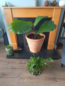 Fiddle leaf fig