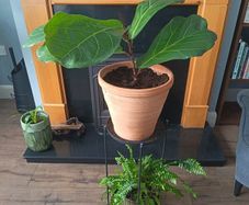 Fiddle leaf fig