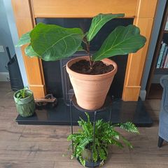 Fiddle leaf fig