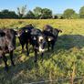 Five 5 Star Heifers Image 2