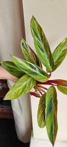 Rare Stromanthe Horticolor Plant