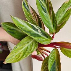 Rare Stromanthe Horticolor Plant